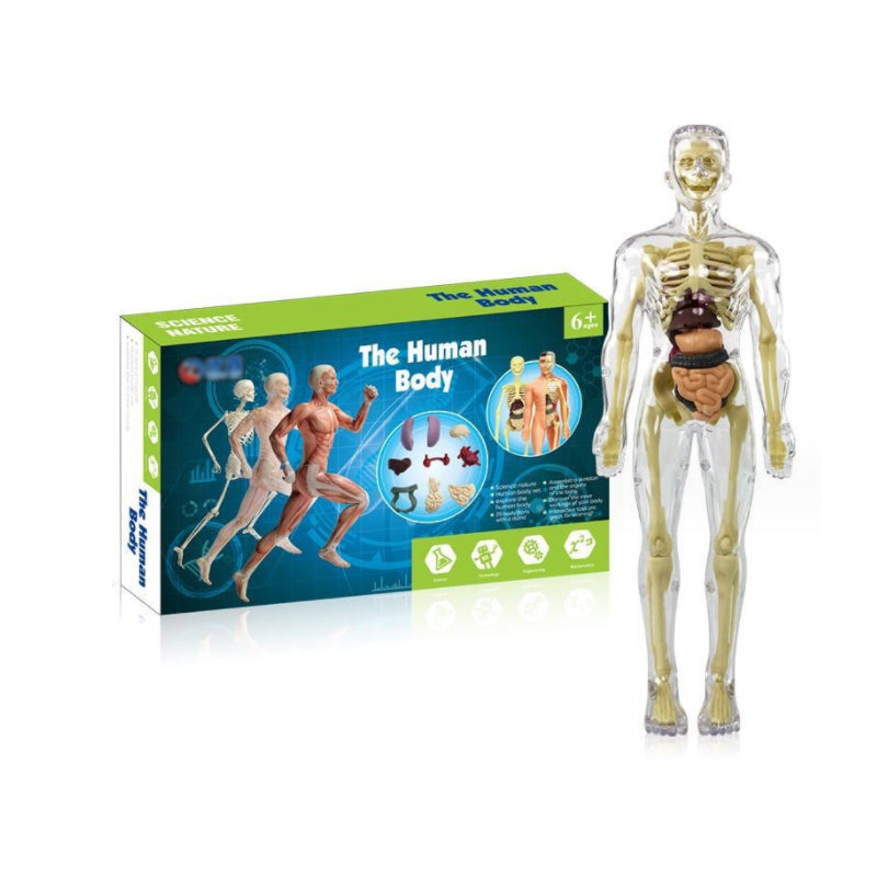 3D mänsklig kropp torso modell för barn anatomi modell skelett