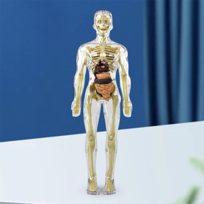 3D mänsklig kropp torso modell för barn anatomi modell skelett