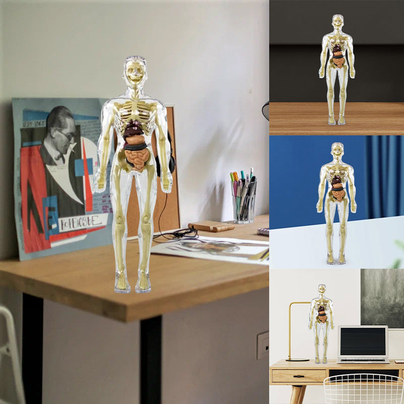 3D mänsklig kropp torso modell för barn anatomi modell skelett