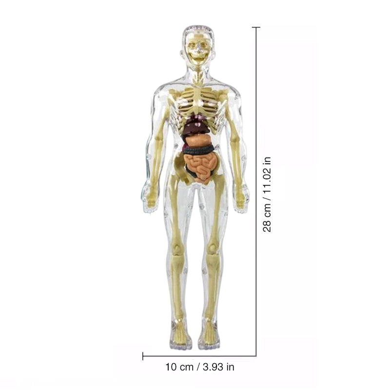 3D mänsklig kropp torso modell för barn anatomi modell skelett