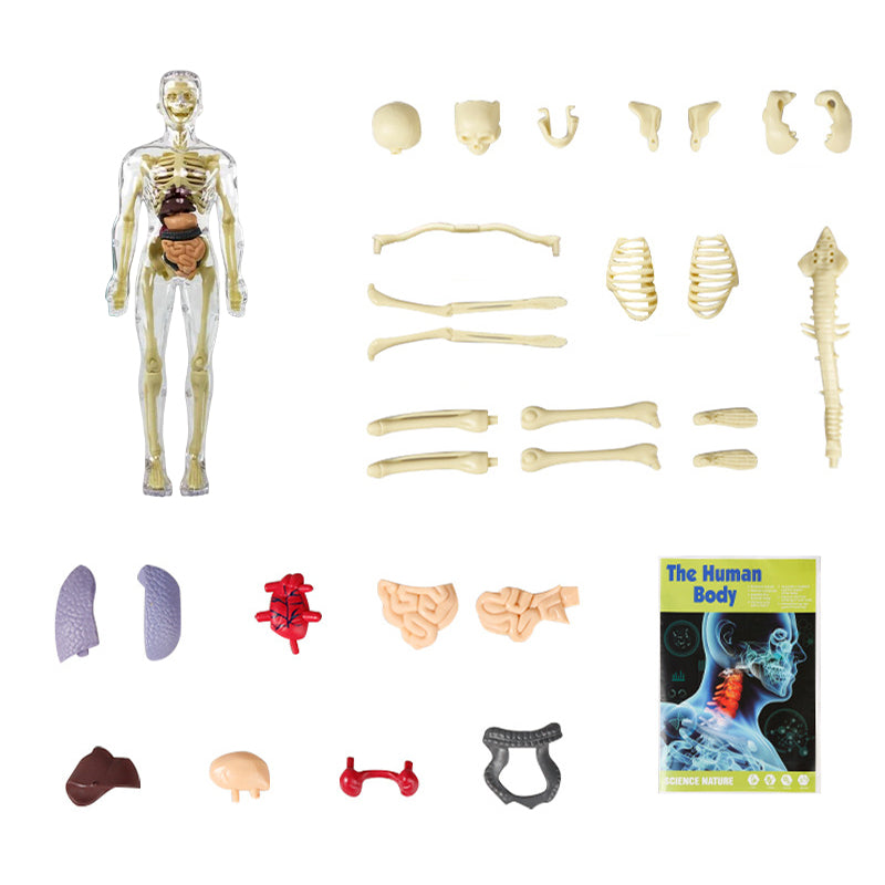 3D mänsklig kropp torso modell för barn anatomi modell skelett