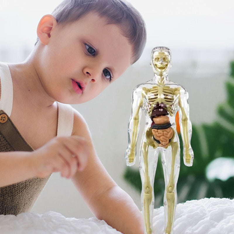 3D mänsklig kropp torso modell för barn anatomi modell skelett